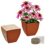 Custom Bamboo Blossom Kit w/Seeds & Pot - 1